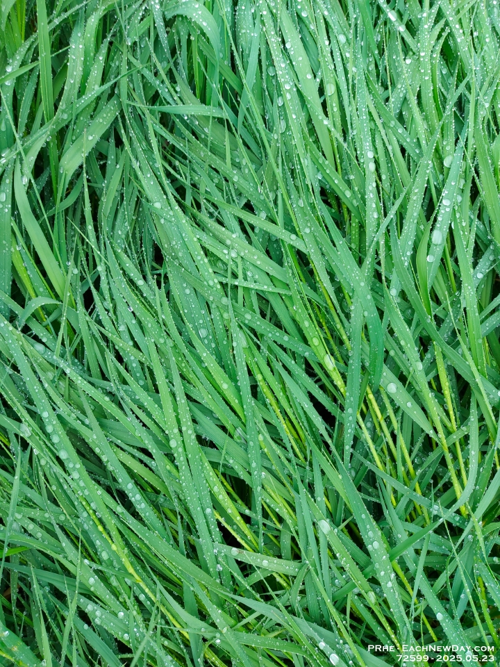 72599Le - Wet grass